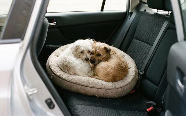 Two small dogs settled in a dog bed on a car's back seat