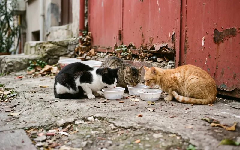 Sokaktaki besleme noktasında mama kaplarından yiyen kediler