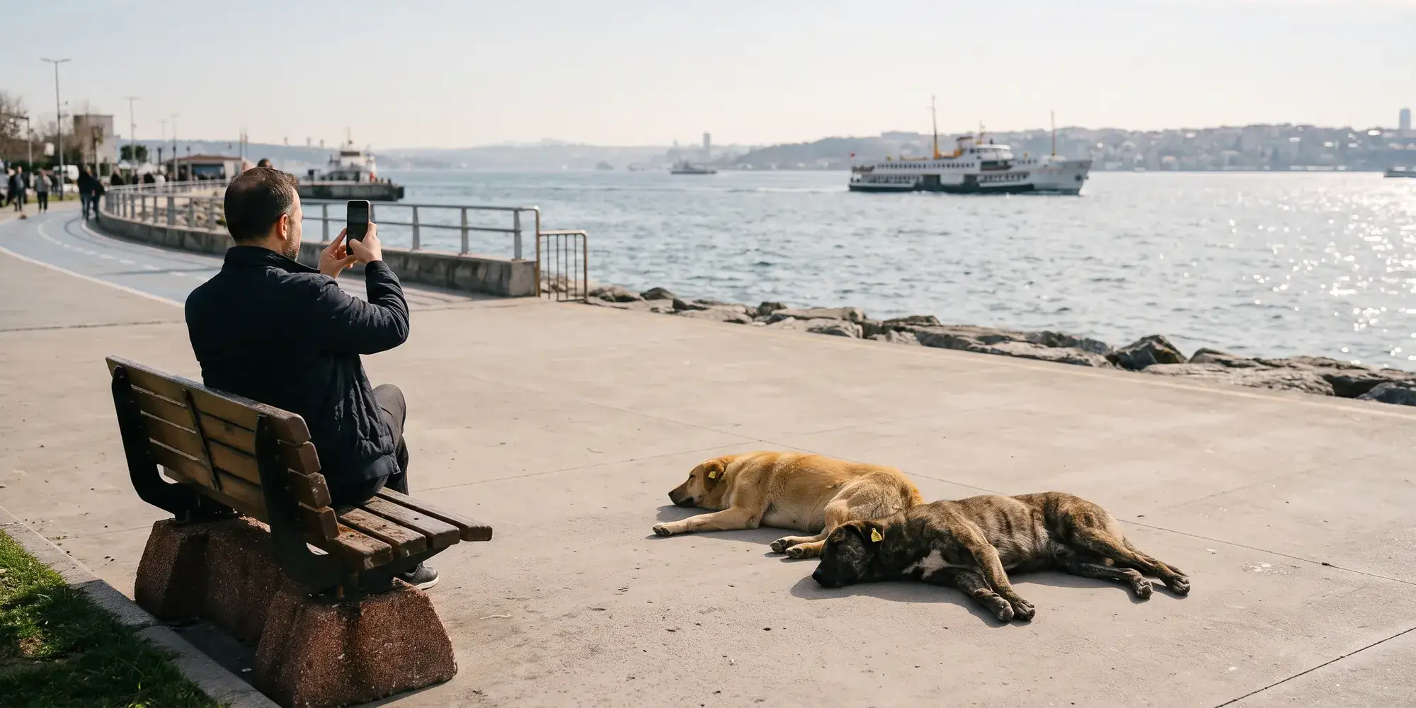 A man taking photos by the Bosphorus with two street dogs sunbathing beside him